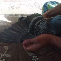 کبوتر پلاکی