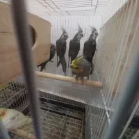 ۶عدد عروس هلندی جوان|پرنده|بندر انزلی, معلم|دیوار