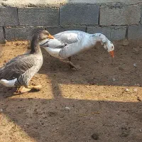 یک جفت غاز خوب و یک جفت اردک|حیوانات مزرعه|جم, |دیوار