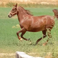 مادیون الماس|اسب و تجهیزات اسبسواری|مرودشت, تامین اجتماعی|دیوار