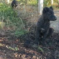 توله سگ گمشده|حیوانات|ارومیه, |دیوار