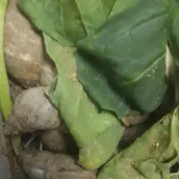 حلزون|خزنده|آران و بیدگل, |دیوار