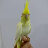 دوتا عروس هلندی|پرنده|سوسنگرد, |دیوار