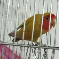 جفت کوتوله مولد|پرنده|فردوس (خراسان), |دیوار