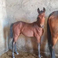 اسب مادیان.وکره اش.