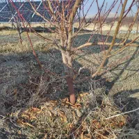 باغ در راژان