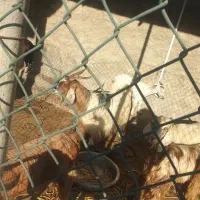 بز پازن و ماده|حیوانات مزرعه|بندر گناوه, |دیوار