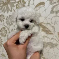 توی پودل|سگ|هشتگرد, شهرک اداری|دیوار