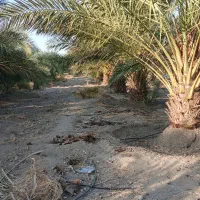 فروش باغ نخل|فروش دفتر صنعتی، کشاورزی، تجاری|فاریاب, |دیوار