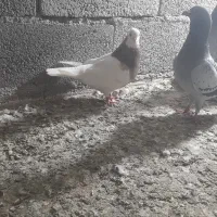 ساده و طوقی
