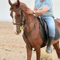 مادیان خالص ایرانی|اسب و تجهیزات اسب‌سواری|اصفهان, بهارستان|دیوار