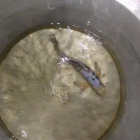 ماهی کوی|ماهی|سبزوار, هویزه|دیوار