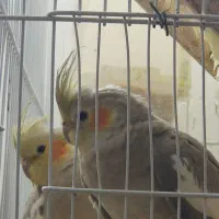 عروس هلندی ماده