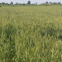 فروش-یک-هکتار-زمین-کشاورزی