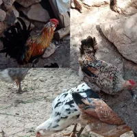 جوجه گلین|حیوانات مزرعه|یزد, |دیوار