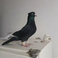 کفتر نر موقعیت ناصر آباد  قیمت ۸ملیون تخفیف هم