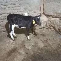 گوساله‌ماده.صنعتی‌نژاددارقطع‌شیر۲راس