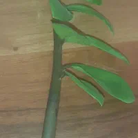 زاموفیلیا بلند و پر ریشه|گل و گیاه طبیعی|تهران, نیلوفر|دیوار