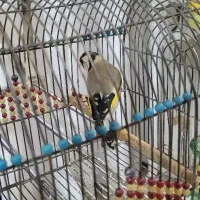 قناری سهره خاکی