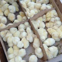 جوجه یک روزه گوشتی نژاد راس 308 وارداتی فقط عمده