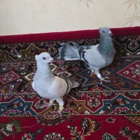 کبوتر جفتی|پرنده|قزوین, |دیوار