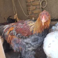 خروس برهمایی|حیوانات مزرعه|مشهد, کوشش|دیوار