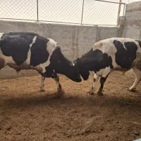 گوساله چاق هلشتاین