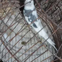 عروس وایت فیس نر کشیده و سالم