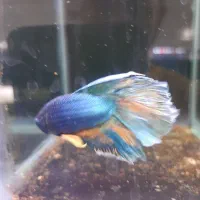 آکواریوم اورین|ماهی|خوی, |دیوار