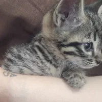 گربه