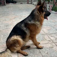 فروش سگ ( نژاد ژرمن ) شولاین|سگ|شهریار, شهریار|دیوار