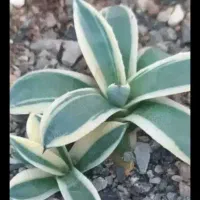 گیاهان کمیاب