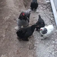 تخم نطفه دار برهما - گلین - گردن لخت - گیل