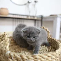گربه اسکاتیش اصیل