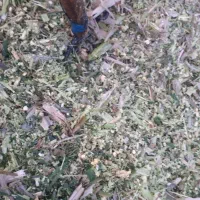 ذرت علوفه ای|عمده‌فروشی|فاضل آباد, |دیوار