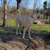 فروش سگ سرابی|سگ|املش, |دیوار