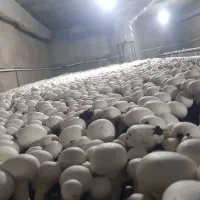 کمپوست قارچ دکمه ای