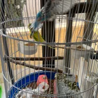 مرغ عشق همراه قفس و آویز