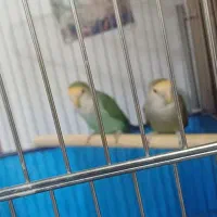 یک جفت مولد برزیلی|پرنده|نهاوند, |دیوار