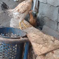 یه مرغ و دو نوچه را میفروشم|حیوانات مزرعه|کرباسک, |دیوار