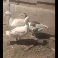 ۳غاز ماده تخم گذار