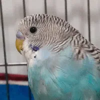 مرغ عشق نر و ماده