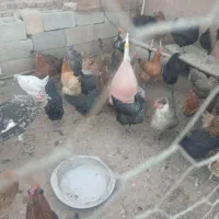 مرغ تخمی جوان