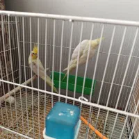 عروس هلندی .کوتوله .مرغ عشق|پرنده|زاهدان, |دیوار