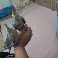 عروس هلندی|پرنده|فشاپویه, |دیوار