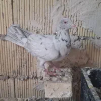 کوهی دورگ