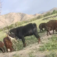 نر بز