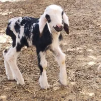 بره و کهره شیری