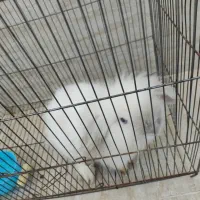 خرگوش لوپ|موش و خرگوش|مرودشت, پشت سایپا|دیوار