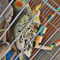 عروس هلندی|پرنده|زالیان, |دیوار